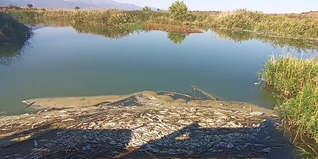 Karasu Çayı'nda balık ölümleriyle ilgili inceleme başlatıldı.