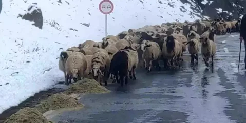 Van'ın Çatak İlçesinde Besiciler